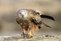 Bird of prey portrait Royalty Free Stock Photo