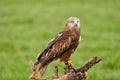 Red kite, bird of prey portrait. The bird sits on a stump, looks straight into the camera Royalty Free Stock Photo
