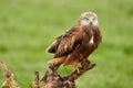 Red kite, bird of prey portrait. The bird sits on a stump, looks straight into the camera Royalty Free Stock Photo