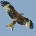 Red Kite Bird of Prey with spread wings Royalty Free Stock Photo