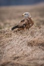 Red kite bird Royalty Free Stock Photo