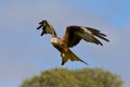 A Red Kite coming into land. Royalty Free Stock Photo