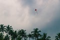 Red kite on a dark cloudcape with palm trees, Varkala beach, India