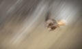 Red Kite Diving Royalty Free Stock Photo