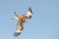 Red Kite Royalty Free Stock Photo