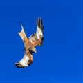 Red Kite Royalty Free Stock Photo