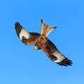Red Kite Royalty Free Stock Photo