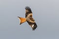 Red Kite Royalty Free Stock Photo