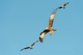 Red Kite