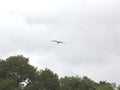 Red kite in flight above trees Royalty Free Stock Photo