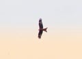 Red kite in flight across the sky