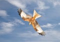 Red kite in flight against blue sky Royalty Free Stock Photo