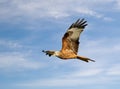 Red kite in flight against blue sky Royalty Free Stock Photo