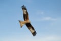 Red kite in flight against blue sky Royalty Free Stock Photo