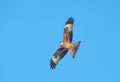 Red Kite in flight Royalty Free Stock Photo