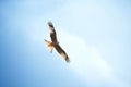 Red Kite in flight Royalty Free Stock Photo