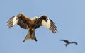 Red kite in flight against clear blue sky Royalty Free Stock Photo