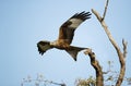 Red kite in flight against clear blue sky Royalty Free Stock Photo