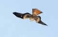 Red kite in flight against clear blue sky Royalty Free Stock Photo