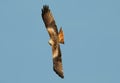 Red kite in flight against clear blue sky Royalty Free Stock Photo