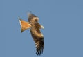 Red kite in flight against clear blue sky Royalty Free Stock Photo