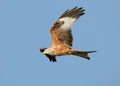 Red kite in flight against clear blue sky Royalty Free Stock Photo