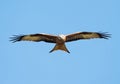 Red kite in flight against clear blue sky Royalty Free Stock Photo