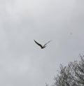 Red kite in flight Royalty Free Stock Photo