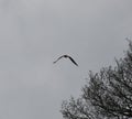 Red kite in flight Royalty Free Stock Photo