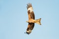 Red kite in flight with wings spread wide Royalty Free Stock Photo