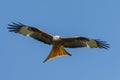 Red kite Royalty Free Stock Photo