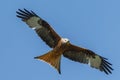 Red kite Royalty Free Stock Photo