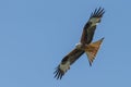 Red kite Royalty Free Stock Photo