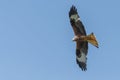Red kite Royalty Free Stock Photo