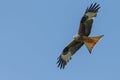 Red kite Royalty Free Stock Photo