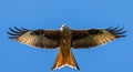 Red kite with full wing span Royalty Free Stock Photo