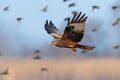 Red kite flying with bunch of birds in backgorund in blue sky