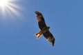 Red Kite flying through clear blue sky against the sun, Milvus Milvus Royalty Free Stock Photo