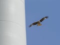 Red kite Royalty Free Stock Photo