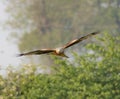 Red kite flying in front and over green trees Royalty Free Stock Photo