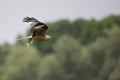 A red kite flying with a just caught fish in Germany. Royalty Free Stock Photo