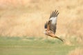 Red Kite Royalty Free Stock Photo
