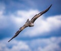 Red kite flying through the sky with winbgs spread wide. Royalty Free Stock Photo