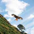 Red kite in front of green hill Royalty Free Stock Photo