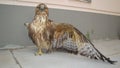 Red kite has dry gangrene in its right wing and left leg