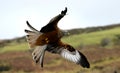 Red Kite Hunting Royalty Free Stock Photo