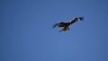 Red Kite hunting above me with a clear blue sky Royalty Free Stock Photo