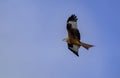 A red Kite hunting alone Royalty Free Stock Photo