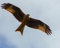 Red Kite Hunting Royalty Free Stock Photo