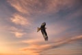 Red kite hunting at sunset in Corsica Royalty Free Stock Photo